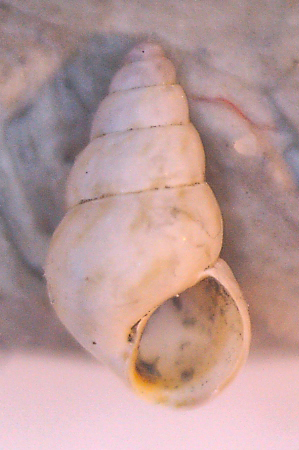 Da Marina di Pisa, posature fiume Arno/4